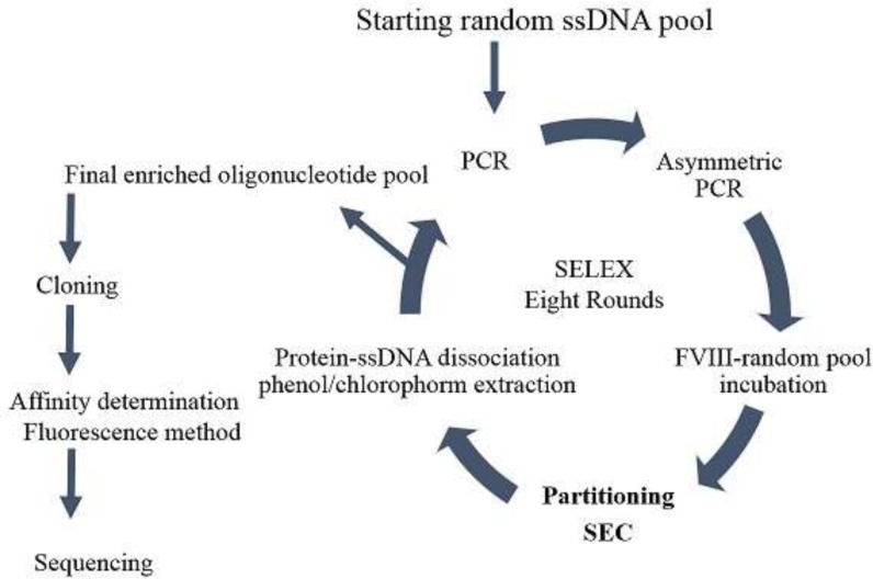 schematic presentation of the SELEX process utilized to develop FVIII specific aptamer. Eight rounds of selection was run to enrich the aptameric ssDNA pool. Counter selection using FVIII deficient plasma was run at 3rd and 7th round. Final enriched pool was clones and sequenced