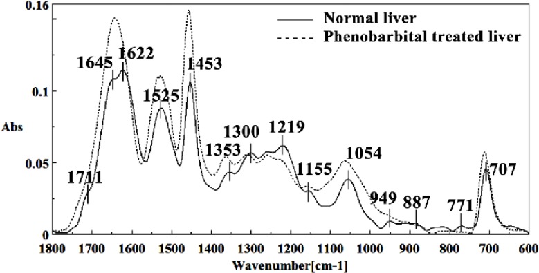 Mid-infrared spectra of (solid line) and phenobarbital treated (dot line) liver sections in the 1800–600 cm-1 wave number region. The spectra are baseline-corrected and normalized.