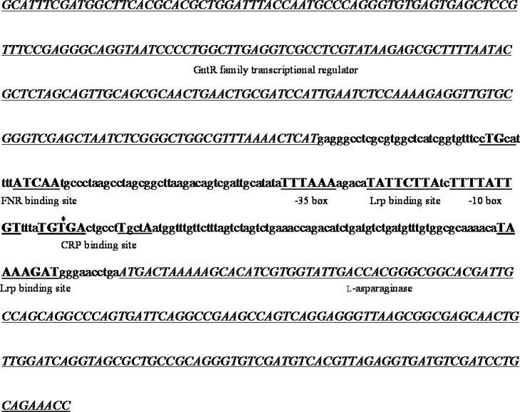 The regulatory region of the putative type II L-asparaginase gene of isolate H28. Genes are shown in italic, regulatory sequences in bold and all other regions in lowercase characters. The predicted transcription start site is marked with an asterisk
