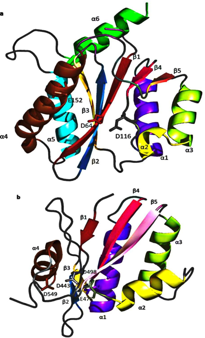 Comparison of the (a) HIV-1 IN (PDB code: 1BIS) and (b) RNase H (PDB code: 1R0A) tertiary structures, showing corresponding β-sheet and α-helices labeled as follows (β1, red; β2, sky blue; β3, yellow-orange; α1, purple-blue; β4, hot pink; α2, yellow; α3, lemon; β5, pink; α4, brown; α5, cyan; α6, green. Amino acids of the DDE motif forming the catalytic site of both enzymes are labeled in white