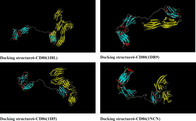 Docking of structure 6 with CD80 (1I8L and 1DR9) and CD86 (1I85 and 1NCN) using Zdock server.CD80 and CD86 receptors bind properly to functional domain of rCTLA4-Ig