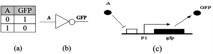 (a) Truth table of an inverter, (b) Schematic symbol, (c) Genetic circuit of a NOT gate