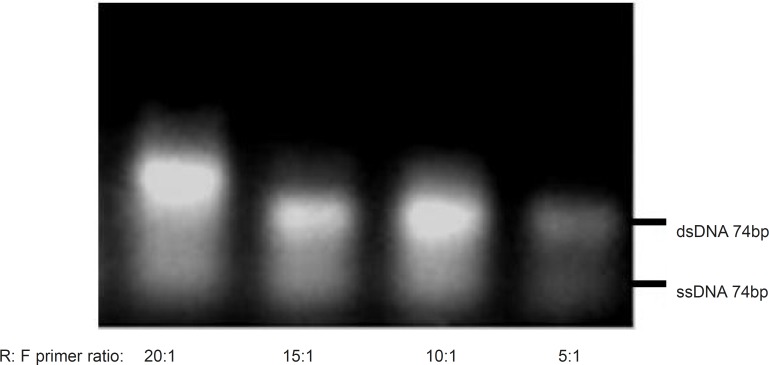 Effect of various R: F primer ratios on the asymmetric PCR products. Results obtained from 3% agarose gel electrophoresis (positions of ssDNA74bp and dsDNA74bp are marked). Asymmetric PCR amplification of ssDNA pool was performed at annealing temperature of 64 °C and 0.25 mM magnesium chloride