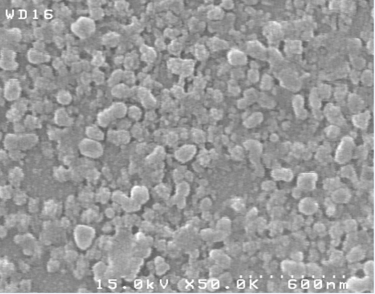 SEM micrograph of CLM nanoparticles