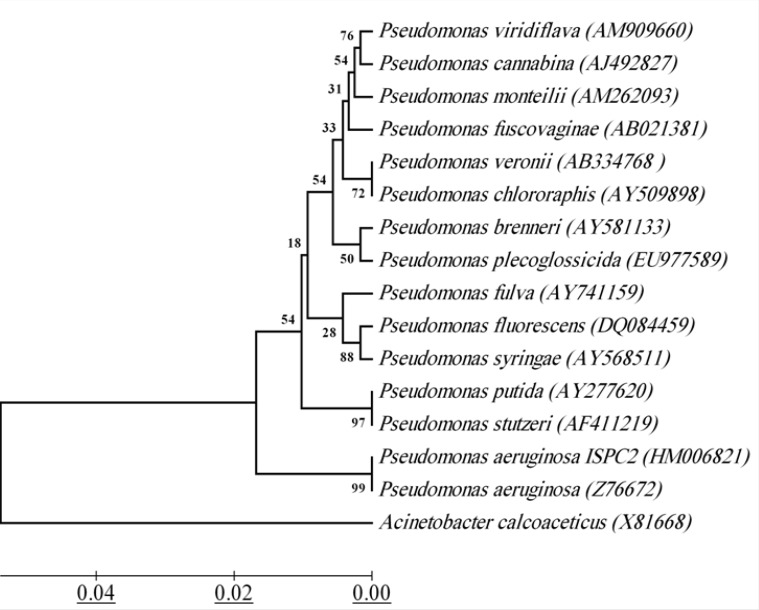 16S rRNA-based phylogenetic tree for strain ISPC2 with related species. Phylogenetic tree was constructed through Kimura 2-parameter model using the neighbor-joining method. Acinetobacter calcoaceticus was selected as the outgroup. Bar scale 0.02. Numbers indicate bootstrap values. GeneBank accession numbers are given in brackets