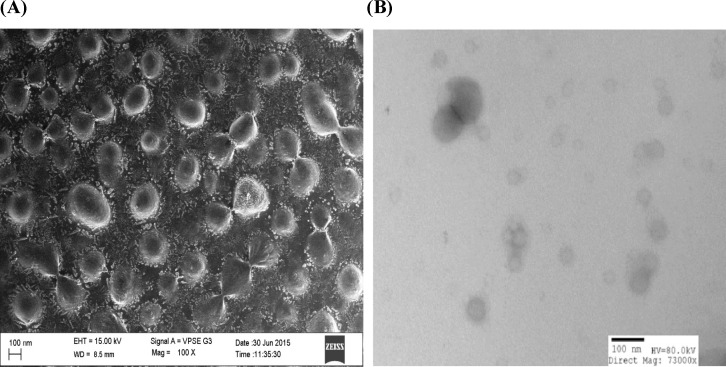 A) SEM images of 1,9-P liposome with surface morphology; (B) TEM images of 1,9-P liposome