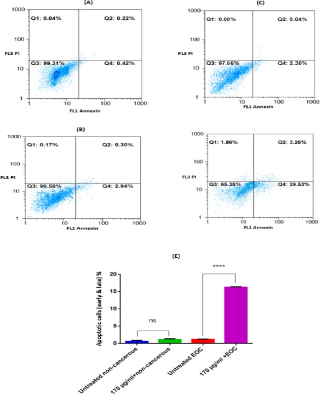 Analysis for Annexin-V and PI staining of non-cancerous and EOC Cells Incubated with F1 extract (170 μg/mL) for 12 h. Only Annexin V, positive (+) and PI, negative (−) cells were defined as apoptotic. A (untreated non-cancerous cells, Annexin V+/PI− = 0.42%), B (non-cancerous cells after 12h exposure of F1 fraction, Annexin V+/PI− = 2.94%), C (untreated EOC cells, Annexin V+/PI− = 2.30%), D (EOC cells after 12 h exposure of F1 fraction, Annexin V+/PI− = 29.53%). Q1: % necrotic cells, Q2: % late apoptotic cells, Q3: %Live cells, Q4: %early apoptotic cells. The summarized apoptotic data (early & later) was demonstrated at graph (E). Results are expressed as means ± SD (n = 5), **** P < 0.0001 vs. untreated non-cancerous cells