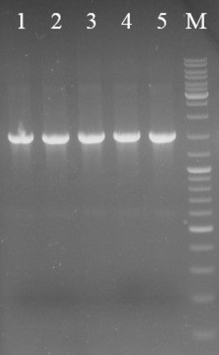Colony-PCR analysis of transformants indicated that the synthetic SK gene was successfully cloned. Lanes 1-4 are colony-PCR on transformed colonies of E. coli, Lane 5 is pUC-SK plasmid as a positive control. Lane M is DNA marker