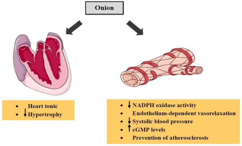 The effects of A. cepa (onion) and its constituents on cardiovascular system. ↓: Decrease; ↑: Increase; cGMP: cyclic guanosine monophosphate;NADPH: nicotinamide adenine dinucleotide phosphate