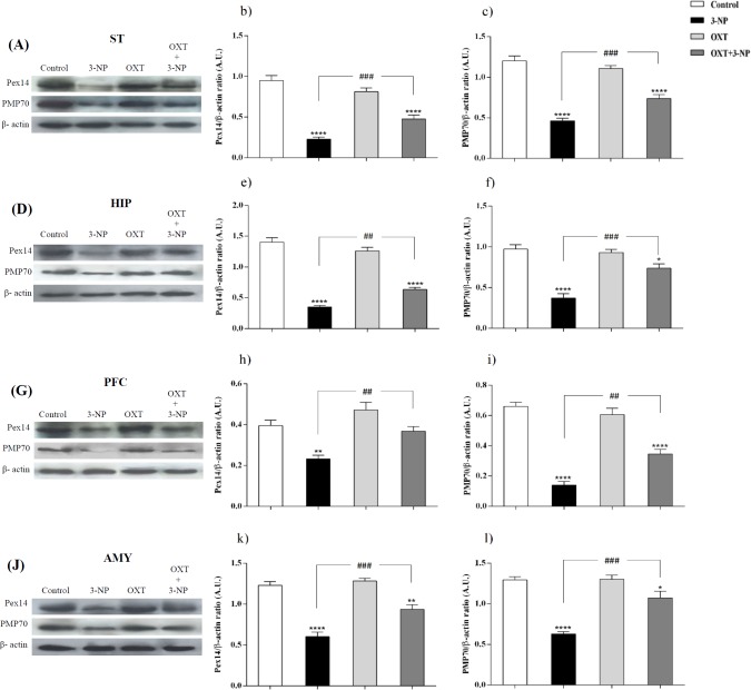 Effect of OXT on expression level of Pex14 and PMP70 in the different brain regions of 3-NP injected male rats. 3-NP reduced Pex14 (b, e, h and k) and PMP70 (c, f, i and l) protein levels in the studied brain regions in comparison with the Control group while OXT improved this effects in all studied brain areas of male rats. Data are presented as means ± SEM. (n = 6/group). *p < 0.05, **p < 0.01, ***p < 0.001, ****p < 0.0001 compared with the Control; ##p < 0.01, ###p < 0.001 compared between the 3-NP and 3-NP-OXT groups. OXT: oxytocin; 3-NP: 3-Nitropropionic acid; Pex14: peroxin 14; PMP70: peroxisomal membrane protein of 70 kDa