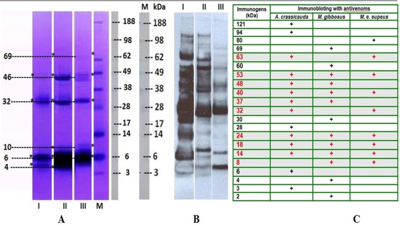(A) The proteins of the venom of M. e. eupeus (Lane I), M. gibbosus (Lane II) and A. crassicauda (Lane III) were separated by using 4%-12% NuPAGE gradient gel electrophoresis. (B) Immunoblotting was carried out to evaluate the reactivity of the scorpion venoms components against anti-A. crassicauda horse antivenom (1: 4000), and the immunogenic compounds in both venom samples were determined. A. crassicauda venom was used as control. Lane M: Molecular weight markers –188 KDa Myosin, 98 KDa Phosphorylase, 62 KDa BSA, 49 KDa Glutamic Dehydrogenase, 38 KDa Alcohol Dehydrogenase, 28 KDa Carbonic Anhydrase, 17 KDa Myoglobin Red, 14 KDa Lysozyme, 6 KDa Aprotinin, 3 KDa Insulin, B Chain (SeeBlue® Plus2 Pre-Stain). (C) After immunoblotting, molecular weights of immunogenic proteins in all venom samples were calculated with Molecular Imaging Software