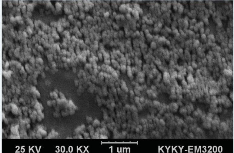 SEM micrograph of 1F2-coupled 5-FU-loaded BSA nanoparticles at magnification of 30000X