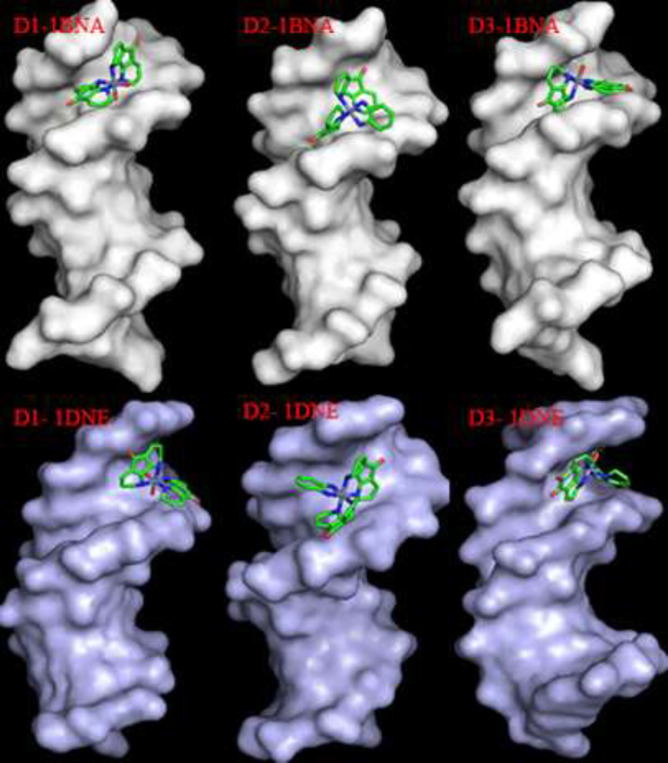 Docking pose of synthesized Cr(III) complexes 1, 2 and 3 in DNA minor groove