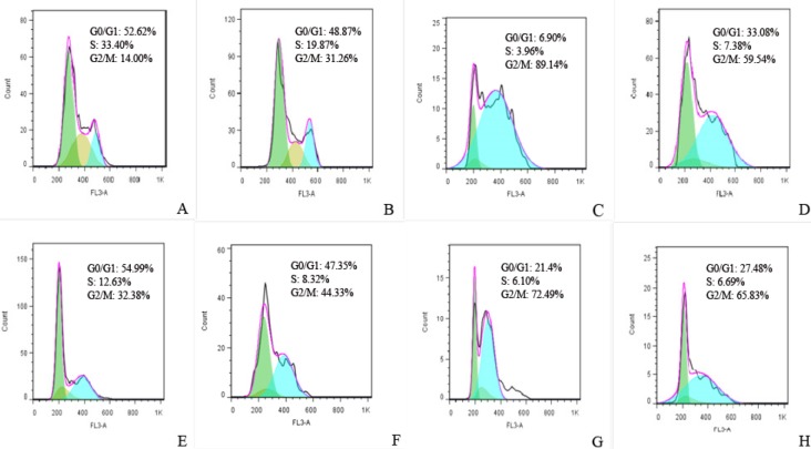 Cell cycle profiles were determined by PI staining 24 h after transfection by (A) pcDNA3, (B) full FHIT, (C) FHIT17, (D) FHIT34. Cell cycle profiles were determined by PI staining 48 h after transfection by (E) pcDNA3, (F) full FHIT, (G) FHIT17, (H) FHIT34 and 24 h after treatment with the same concentration of doxorubicin in viability test. The results of three independent experiments are shown (G0/G1 = green, S = brown, G2 = turquois)