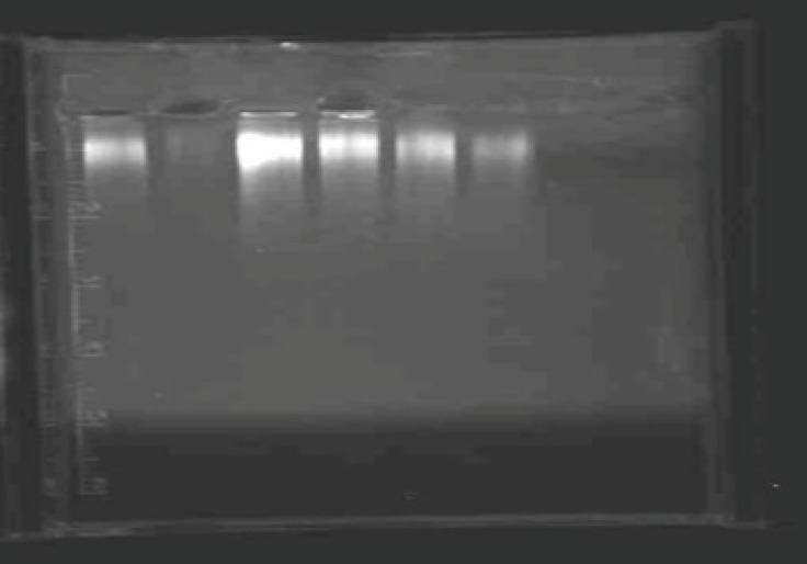 Determination of residual host cell DNA using semi-quantitative PCR on agarose gel electrophoresis. Lanes1, 3, 4, 5 and 6 are the positive controls containing 10, 100, 50, 25 and 5 pgs of the host cell derived DNA respectively and lane 2 is the sample and lane 7 is the negative control lacking either the host DNA or the sample.