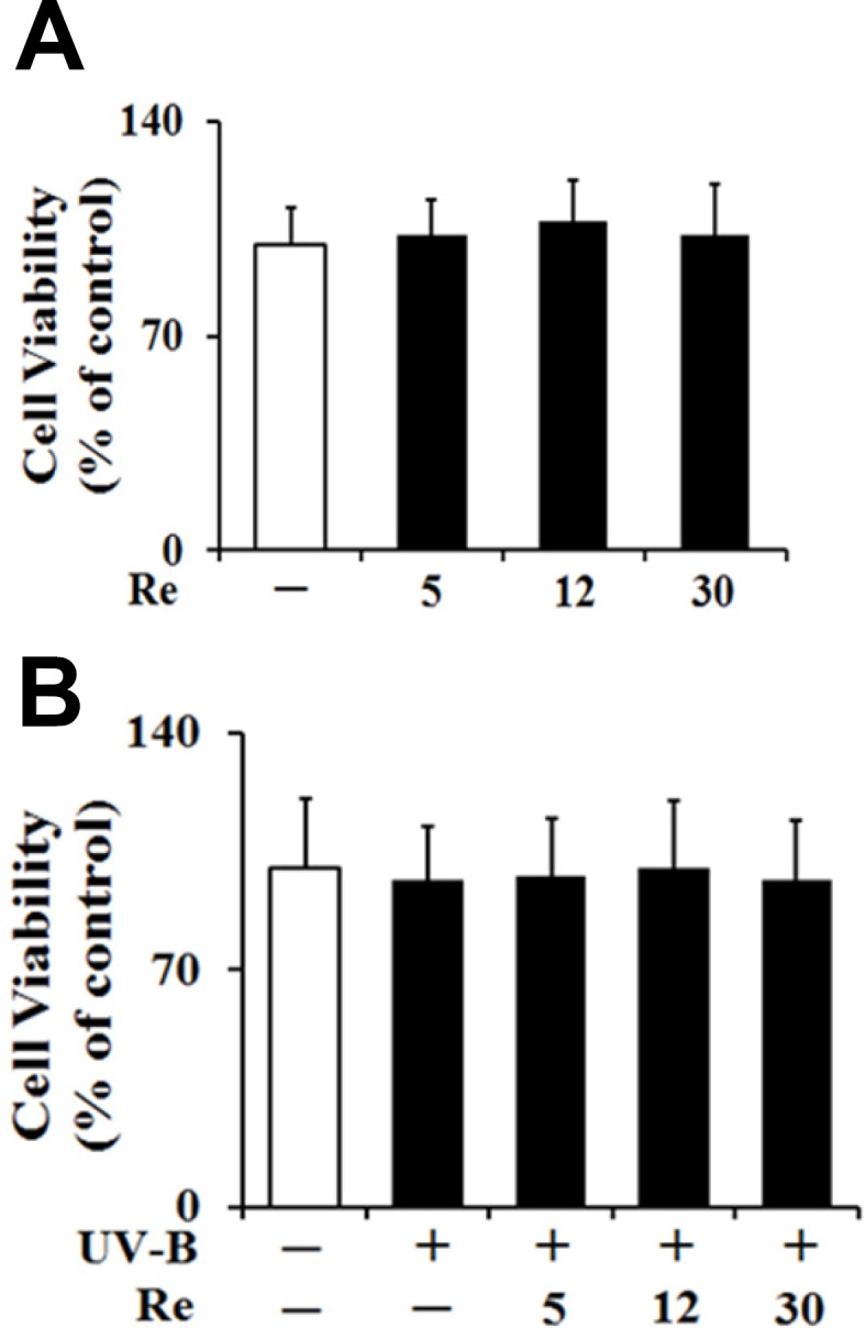 Effects of Re on the cellular viabilities in HaCaT cells in the absence (A) or presence (B) of the irradiation with 70 mJ/cm2 UV-B. The HaCaT cells were incubated for 24 h, and pretreated with the indicated concentrations (0, 5, 12 and 30 μM) of Re for 30 min before irradiation, if necessary. The viable cell numbers, expressed as % of control, were determined using MTT assay. Each bar shows the mean ± SD of the three independent experiments repeated in triplicate
