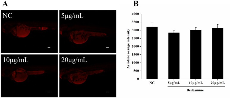Effect of BBM on cell death in zebrafish embryos. A: fluorescent images after acridine orange staining. B: acridine orange intensity of the larvae. NC: normal control. Data were expressed as means ± SE, n = 10 in each group. Scale bars: 100 μm