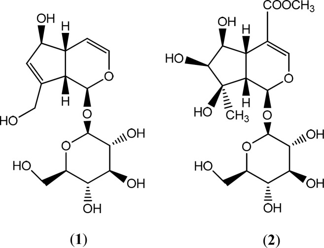 Sturacture of iridoid compounds, (1) aucubin and (2) lamalbide isolated from S. umbrosa
