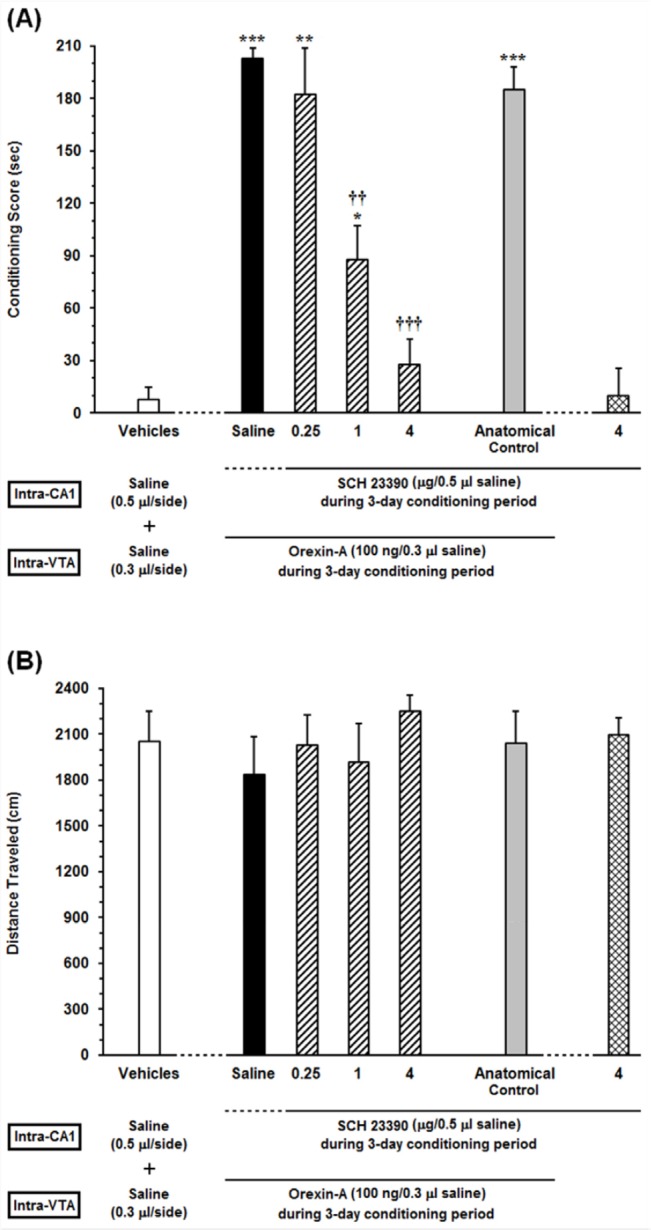 Effects of unilateral microinjection of different doses of SCH23390, a D1-like receptor antagonist, into the dorsal hippocampus (CA1) on intra-VTA orexin-induced CPP (A) conditioning score and (B) locomotor activity induced by microinjection of Orexin into the VTA during 10-min period on post-test day. In this set of experiments, animals received different doses of SCH23390 (0.25, 1 and 4 µg/0.5 µL saline) or Saline (0.5 μL/side) as a vehicle in the CA1, 5 min prior to intra-VTA injection of orexin A (100 ng/0.3 µL saline) during the 3-day conditioning period. The anatomical control group (n = 6) received the highest dose of SCH23390 (4 µg/0.5 µL saline), 5 min prior to intra-VTA orexin-induced conditioned place preference. Each bar shows the mean ± SEM for 6 rats. *P < 0.05, **P < 0.01, ***P < 0.001 different from the vehicle-control group (white bar). ††P < 0.01, †††P < 0.001 different from the control group (black bar)