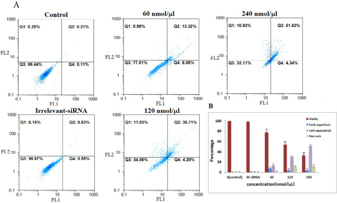The four siRNAs targeting NS mRNA induced apoptosis in MDA-MB-468 cells. A: NS-siRNAs treatment induced apoptosis in MDA-MB-468 cells at 60-120-240 nmol/µL concentrations detected via annexin V/PI staining method. B: A statistical graph of flow-cytometry results in MDA-MB-468 cells is shown. These data are the average results of three independent experiments. The results are expressed as the mean ± SD. The data are presented as the mean ± SD. **: p-Value<0.05 compared to the control group