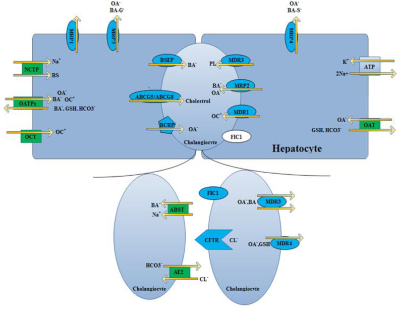 Hepatobiliary transport proteins involved in bile formation. Transporters imprinted in green correspond to proteins belonging to the solute carrier (SLC) family, whereas those imprinted in blue belong to the ATP-binding cassette (ABC) transporter family. The 'half ABC transporters' are depicted as polygones. The cystic fibrosis transmembrane conductance regulator (CFTR), which functions as a Cl- channel, is shown as a pentagon arrow. We have to know that channels are not transporters. The hepatic Na+/K+-ATPase is shown as a blue square. The Na+ taurocholate co-transporter (NTCP) at the basolateral membrane of hepatocytes mediates bile salt (BS) uptake, whereas a family of Na+-independent organic anion transporting polypeptides (OATPs) transports bile salts and non-bile salts organic anions (OA) both together. OC transporters (OCT) transport organic cations (OC) and certain organic anions (e.g. drugs) are transported by a group of OA transporters (OATs). The liver excrete bile salts through a canalicular BS export pump (BSEP) but Glutathione (GSH) and (non-BS) OAs are excreted via conjugate export pump in canalicles. In addition, there are export pumps in the canalicular membrane for organic cations (multidrug-resistance-associated protein 2; MRP2). [multidrug-resistance 1 (it is known as MDR1) gene product], phospholipids (PL) (it is known as MDR3), and sulfate conjugates such as breast cancer related protein( BCRP). There are twinned canalicular half-transporters -ABCG5 and ABCG8 -transport sterols into bile and play an important role in the regulation of biliary cholesterol secretion. MRP3·and MRP4 are expressed in the basolateral membrane domain of hepatocytes and when they accumulate in the cytoplasm facilitates biliary constituents extrusion. Bile duct epithelial cells contain the CFTR, which is a Cl- channel that drives bicarbonate (HCO3-) excretion through a Cl--HCO3- anion exchanger (AE2). In addition, bile duct epithelial cells contain the apical Na+-dependent BS transporter (ASBT) and MRP3 for reabsorption and cholehepatic cycling of BS. The familial intrahepatic cholestasis 1 (FIC1) protein (purple circle) is a P-type ATPase, its function is not yet understood well (it seems that it translocates aminophospholipids within the canalicular membrane). However, it seems it is a key element for bile formation because some mutations of these transporters were cleared in certain forms of genetic cholestasis (13, 17 and 20)