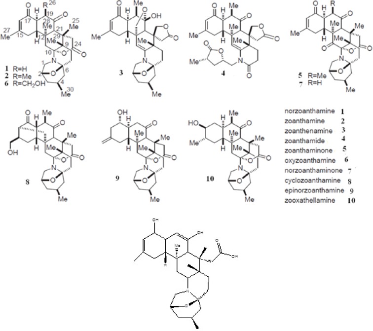 Structure of norzoanthamine and its homologues (A) and enol-iminium tautomer of norzoanthamine (B). The relative stereochemistry of molecules has been determined by an advances version of Mosher's method