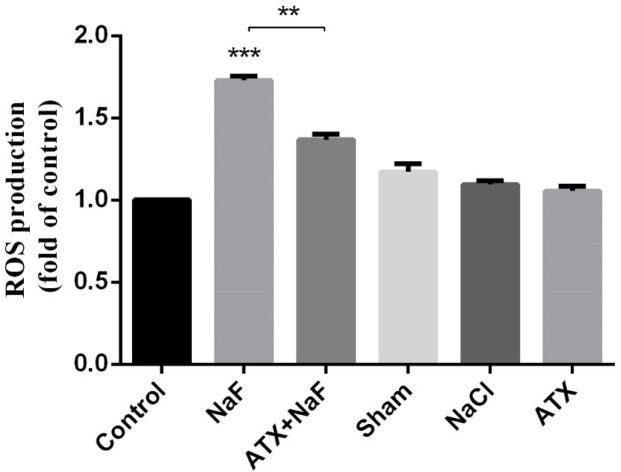 Effect of NaF exposure and ATX pretreatment on the production of ROS in rat hippocampus. The rats were treated with 270 ppm NaF alone (NaF), 25 mg/kg bw/day ATX pretreated (ATX+NaF), and 25 mg/kg bw/day ATX alone (ATX). The control group received no treatment, whereas sham and NaCl groups were treated with olive oil and NaCl solution, respectively
