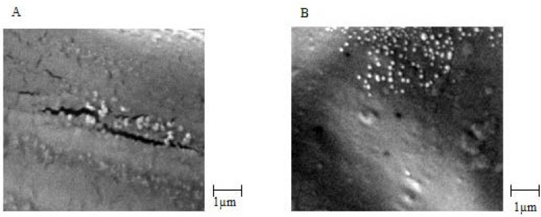 SEM images: (A) chitosan nanoparticles (CS 2 mg/mL, TPP 1 mg/mL) and (B) EC venom loaded chitosan nanoparticles (CS 2 mg/mL, TPP 1 mg/mL, ECV 500 µg/mL