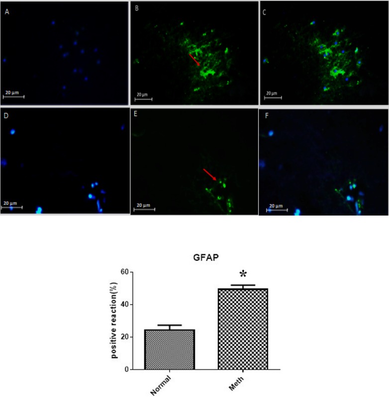 The expression of GFAP in Meth and Normal groups are shown in the upper row (Meth groups) and lower row (Normal groups). (A and D) nuclei stained by DAPI (Blue). (B and E) primary antibody to GFAP (Green). (C and F) merge. GFAP protein level increased in the CA1 region of the hippocampus in the Meth groups compared to Normal groups (*P < 0.05).