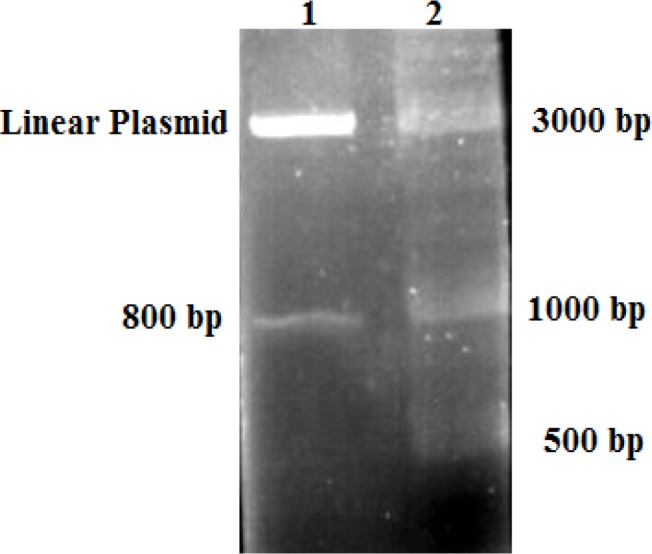 Identification of homologous arms (800bp) with EcoRI restriction enzyme. Lane 1: digested plasmid by EcoRI. Lane 2: I kb DNA ladder marker