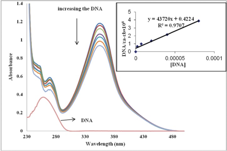Absorption spectra of the IBT in 0.01 M Tris-HCl buffer (pH 7.4) at room temperature in the presence of increasing amounts of CT-DNA. [IBT] = 50 µM, [DNA] = 0–80 µM from top to the bottom. Arrows indicate the change in absorbance upon increasing the DNA concentration. Inset: plot of [DNA]/εa-εb vs. [DNA]
