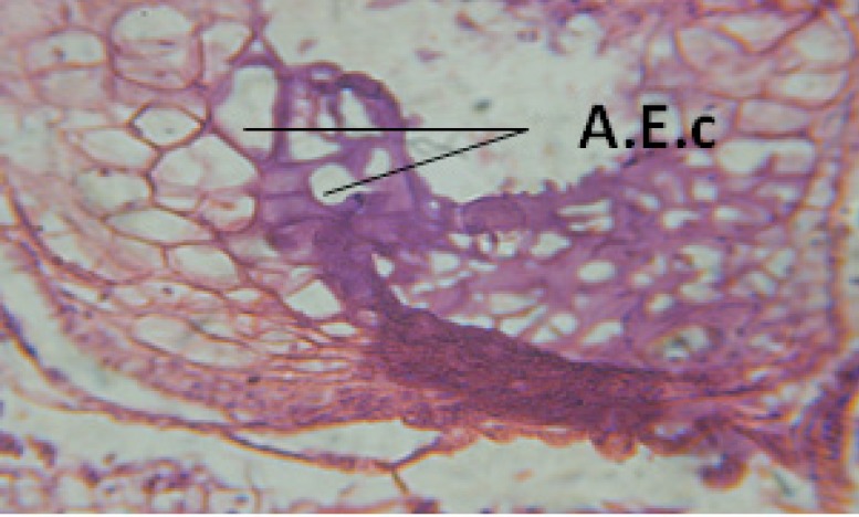 T.S. in treated B. alexandrina with 40 ppm fruits extract showing digestive epithelia. A.E.c: evacuated epithelial cells X = 200