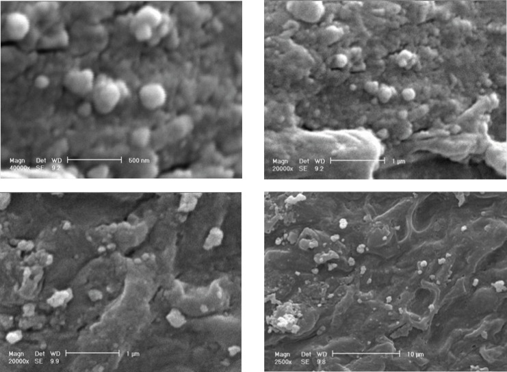 SEM micrographs of silver nanoparticles produced by the reaction of 1 mM AgNO3 solution with F. oxysporum
