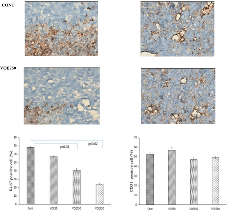 Effect of Viola odorata extract on cell proliferation and neovascularization by using tumor tissues from 4T1 breast cancer model
