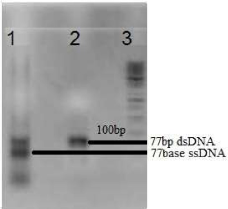 Gel electrophoresis of amplified DNA pool on 2% agarose.Lane 1: Asymmetric PCR amplification, Lane 2: PCR amplification and Lane 3:50bp DNA ladder