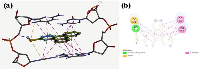 Docking result and interactions of compound P1 with DNA base pairs in (a) 3D and (b) 2D representation. (G: deoxyguanine, C: deoxycytidin).