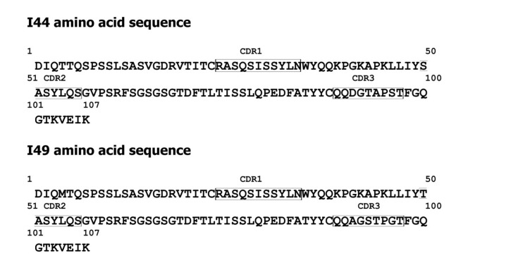 Amino acid sequences of I44 and I49 dAbs. The CDRs have been shown on the sequences