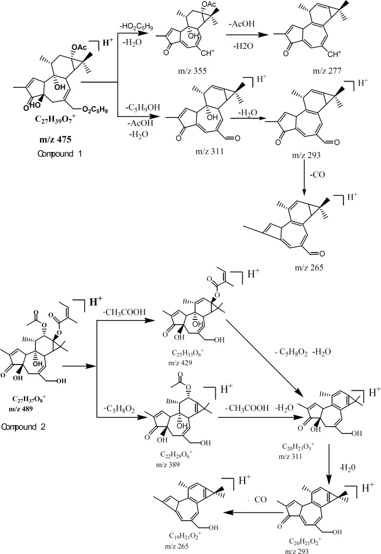 Proposed fragmentation pathways and characteristic ions of compound 1 and compound 2.