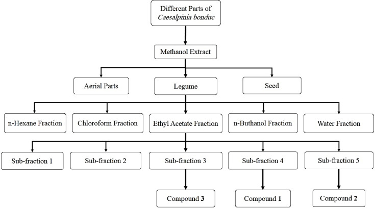 Schematic procedures for extraction and fractionation