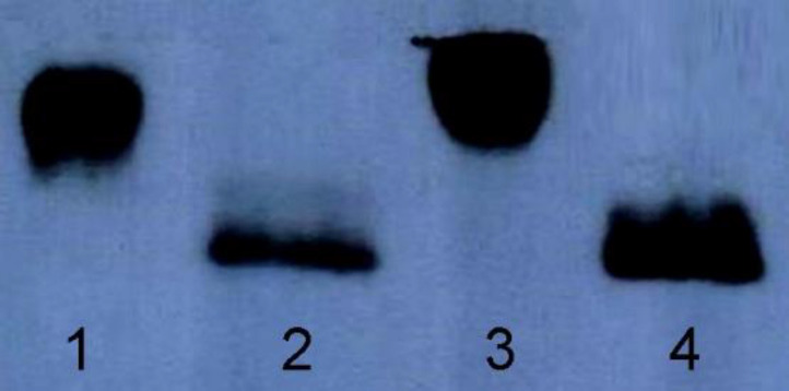 Western blotting analysis of the hFIXwt and the hFIXR37N before and after PNGase digestion. Lane 1: hFIXwt before digestion with PNGase, lane 2: hFIXwt after digestion with PNGase, lane 3: hFIXR37N mutant before digestion with PNGas, lane4: hFIXR37N mutant after digestion with PNGase