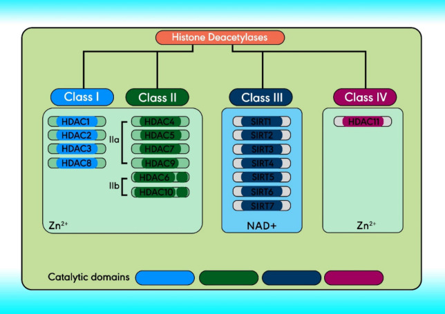 The molecular structure and classification of HDACs
