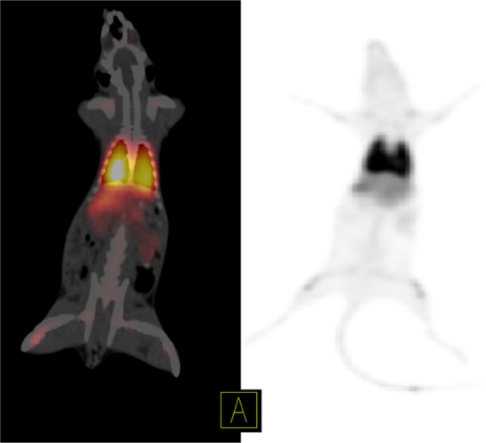 Static PET/CT fused image (left) and PET MIP image (right) of 68Ga-MAA in the first rat 50 min after injection show significant accumulation of 68Ga-MAA in lungs. The injected dose was 6.66 MBq
