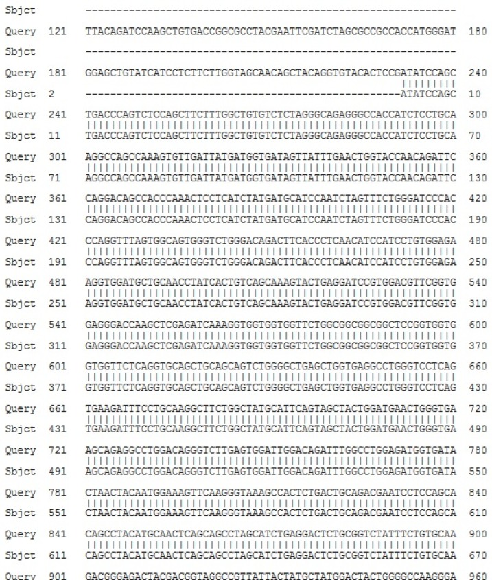 Sequence analysis of FC550A-1- BsAb-IRES-DHFR construct; Gene sequence of BsAb-IRES-DHFR was aligned with the sequence of FC550A-1- BsAb-IRES-DHFR by global alignment of Blast (https://blast.ncbi.nlm.nih.gov/Blast.cgi)