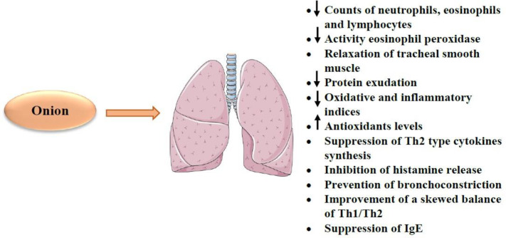 The effects of A. cepa (onion) and its constituents on respiratory system. ↓: Decrease; ↑: Increase; Th1: T helper type 1; Th2: T helper type 2; IgE: Immunoglobulin E