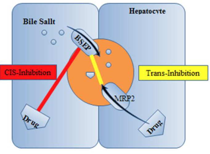 Inhibition of BSEP. Abbreviations: BSEP, bile salt export pump; MRP2, multidrug resistance–associated protein 2 (7)