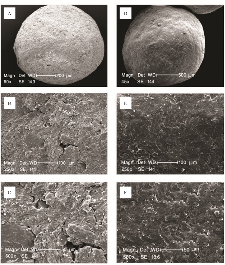 SEM pictures of the surface of budesonide pellets with (a) Magnification 60×, (b) Magnification 250×, (c) Magnification 500×, and after coating with pectin/ Surelease in ratio of 1:3, weight gain 35% with (d) magnification 45×, (e) Magnification 250×, and (f) Magnification 500×.