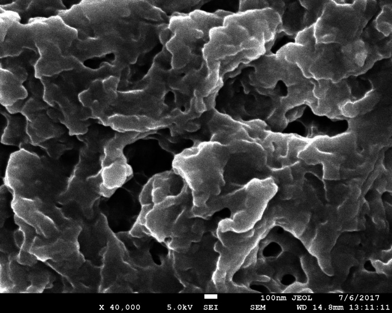 SEM of isolated biopolymer from Fragaria ananassa at 40,000×.