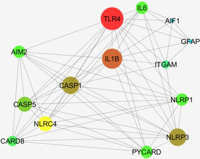 A network including AIF1, Iba1, GFAP and 12 relevant genes are constructed