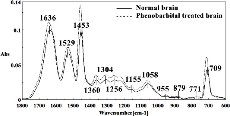 Mid-infrared spectra of normal (solid line) and phenobarbital treated (dot line) brain sections in the 1800–600 cm-1 wave number region. The spectra are baseline-corrected and normalized.
