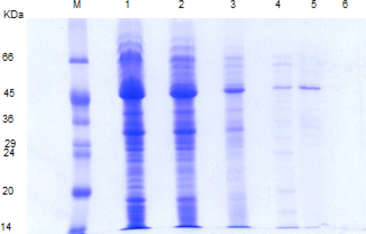 SDS-PAGE pattern of L .acidophilus ATCC 4356 S-layer protein extracted via different methods. M: molecular weight marker, Lane1, 2: S-layer protein extracted with GHCl (4M) in water and GHCl (4M) in 50 mM Tris-HCl buffer, lane 3: S-protein extracted with Urea (8M), lane 4, 5: S-protein extracted with LiCl (1, 5 M) , lane 6: Lactobacillus casei without S-layer protein as a negative control